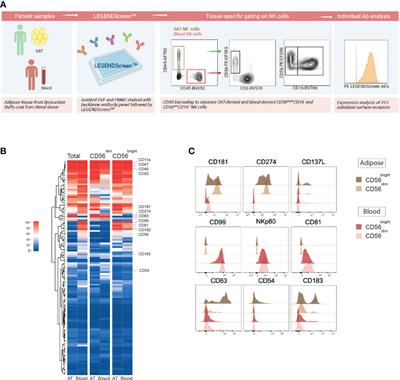 Phenotypic diversity of human adipose tissue-resident NK cells in obesity